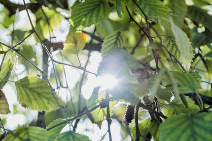 Le Moulin de la Reillère