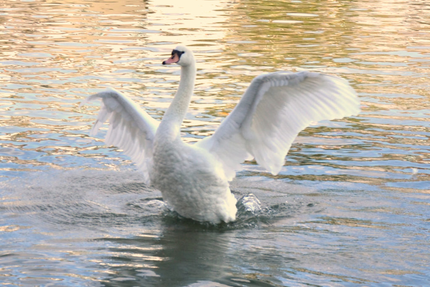 Restaurant l'Arganier