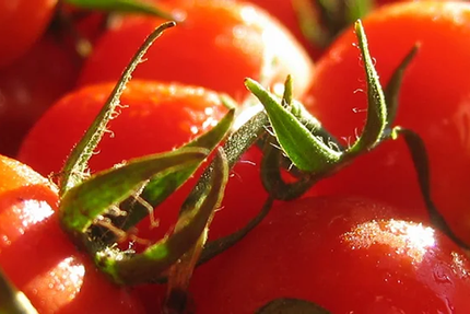 Lou Pizzaiolo, TEYRAN