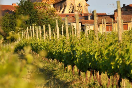 La Brasserie Des Vignes