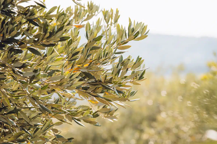 La Bergerie de Lastours