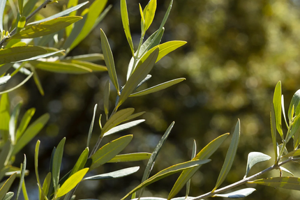 Terra di Catoni - Produits corses