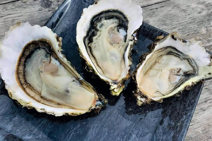 chez logan coquillages ( Les coquilles de Rosa )