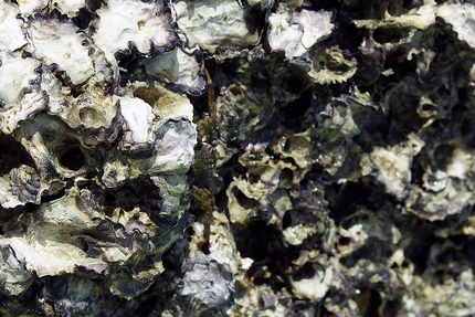 La Perle de l'Ecailler