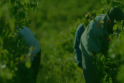 Auberge du Grand Ried - Biwand Remy