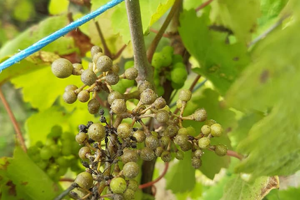 Auberge du Grand Ried - Biwand Remy