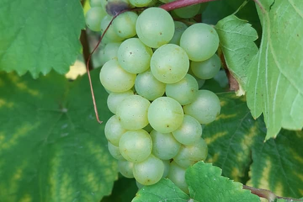 Auberge du Grand Ried - Biwand Remy