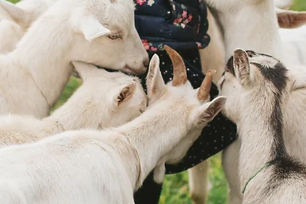 Guinguette du coussoulat