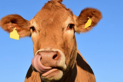 Auberge des 4 chemins