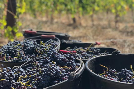 L'ABRI | restaurant & vigneron