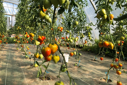 Jeff Cuisine sincère