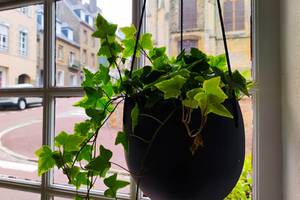 Le Côté Saint Pierre