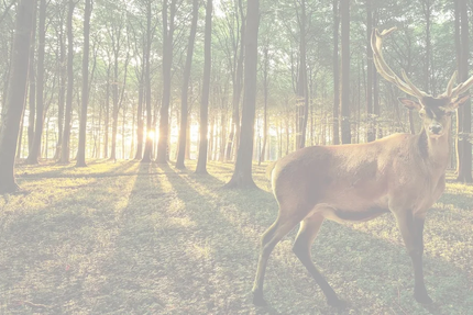 Auberge du grand valtin