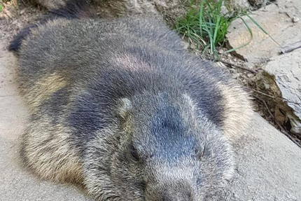 Les Marmottes de Payolle