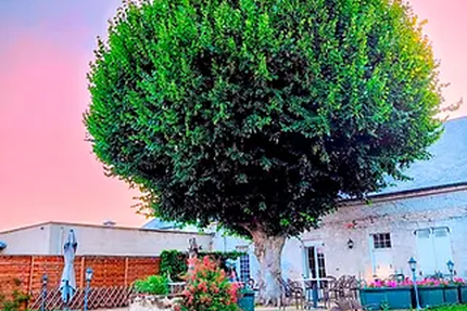 Au Clos des Vignes (Loiret 45130)