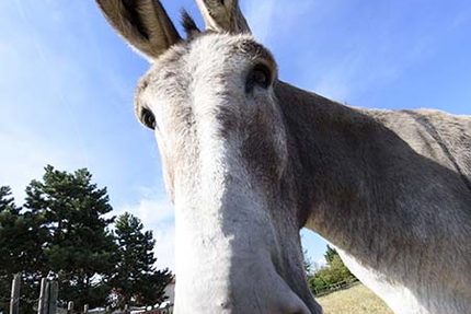 Restaurant Le Chatard