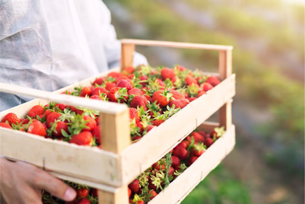 La Kantoz - Kantine Bretonne