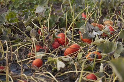 Palégrié chez l'Henri