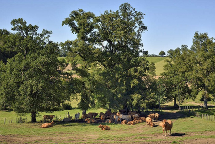 Restaurant Les Halles de l'Aveyron