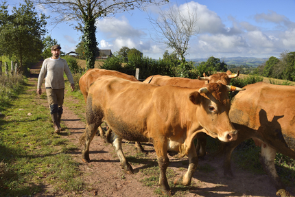 Restaurant Les Halles de l'Aveyron