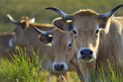 Restaurant Les Halles de l'Aveyron