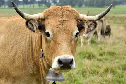 Restaurant Les Halles de l'Aveyron
