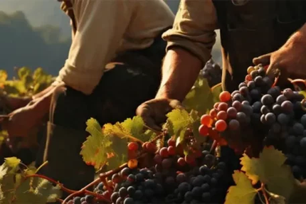 BURONS et BOUCHONS - Pub Cantalou, Caviste indépendant, Cave à manger et Epicerie Fine Paysanne