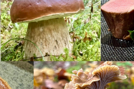 Restaurant Le Peille