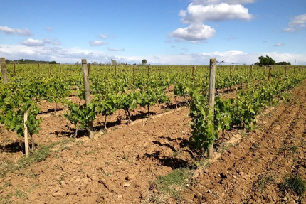 Domaine De Creyssels/ la remise