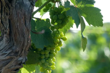 Domaine De Creyssels/ la remise