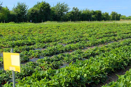 Le Resto du Jardin - Restaurant Bio Angers