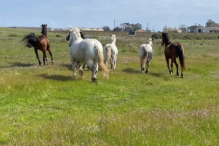 Restaurant L'Écurie