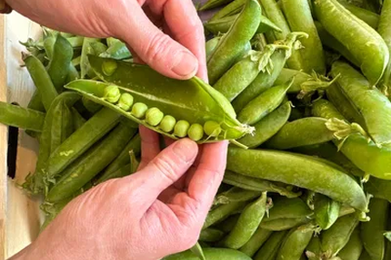 Daméa (anciennement Le P'tit Baigneur mais toujours le même chef depuis 2 ans)
