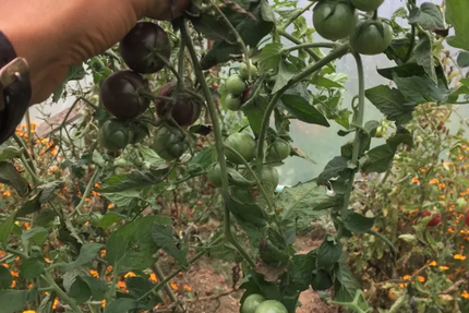 Les jardins du bois Jahan