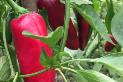 Les jardins du bois Jahan