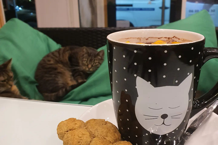 Féline Idée - Restaurant - Bar à Chats