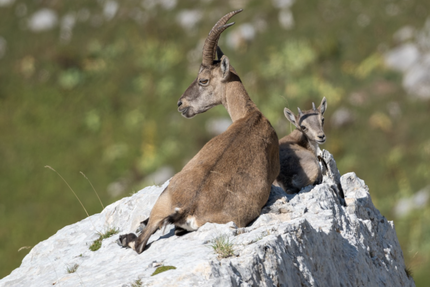 Auberge du Grand Echaillon