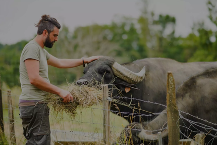 La Ferme aux Buffles