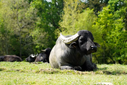 La Ferme aux Buffles