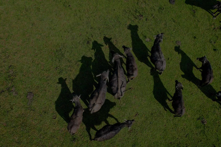 La Ferme aux Buffles