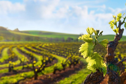 La Terrasse du Beaujolais