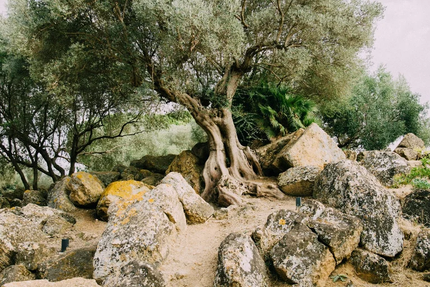 Maqani - Mediterranean restaurant in Pau