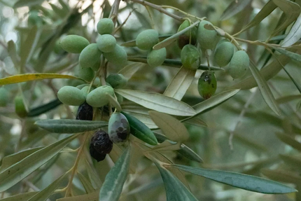 Maqani - Mediterranean restaurant in Pau