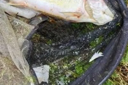 Les étangs du Moulin Rollequin