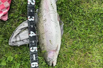 Les étangs du Moulin Rollequin