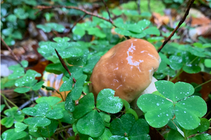 Gourmandise & Tradition