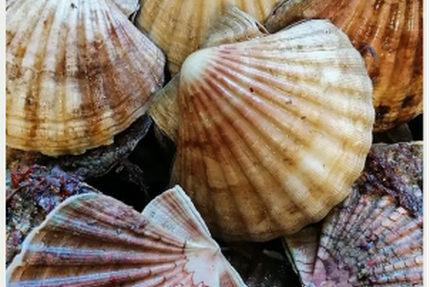 TANDEM Restaurant/Bistrot à Vin/Cave