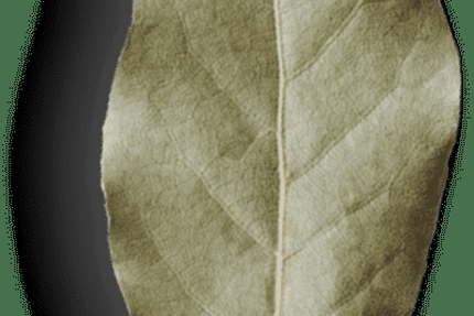 L'escale caraïbéenne ( Caribbean Saveurs des îles ) Voyager le temps d'un Repas.