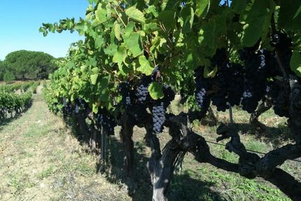 La Table du Domaine Perréal