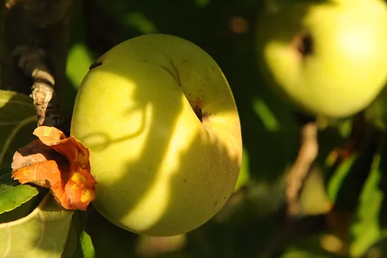 La rose douce snack chavade bel air